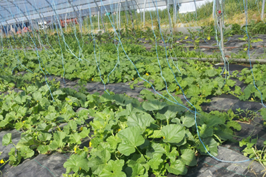 Courgettes