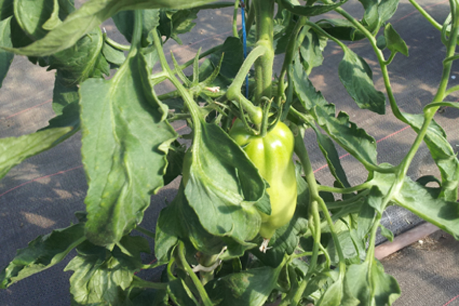 Tomate allongée