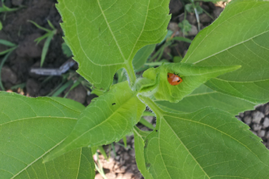 Coccinelle sur poivron