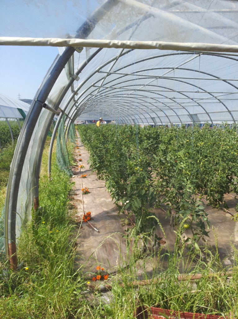 Œillets d'inde pour les tomates
