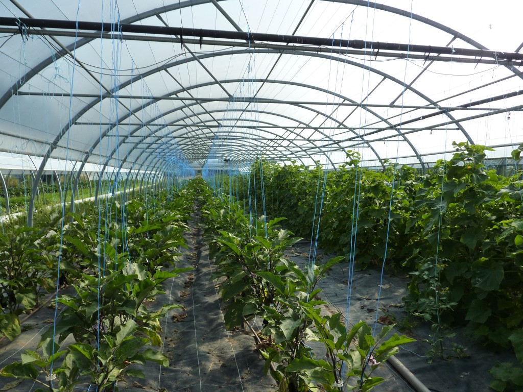 P1090051_serres_site