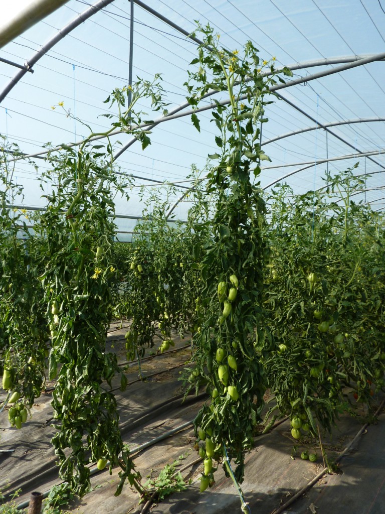 Certaines tomates ont décidé de toucher le sommet de la serre avant la fin de l'été