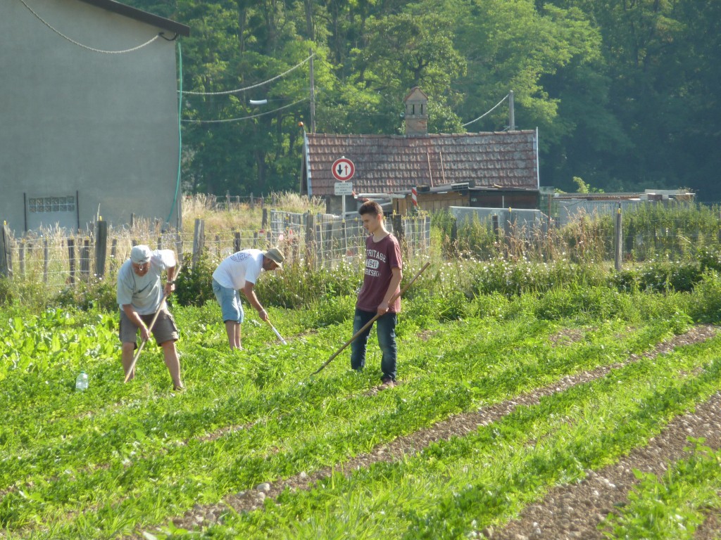 Binage dans les champs