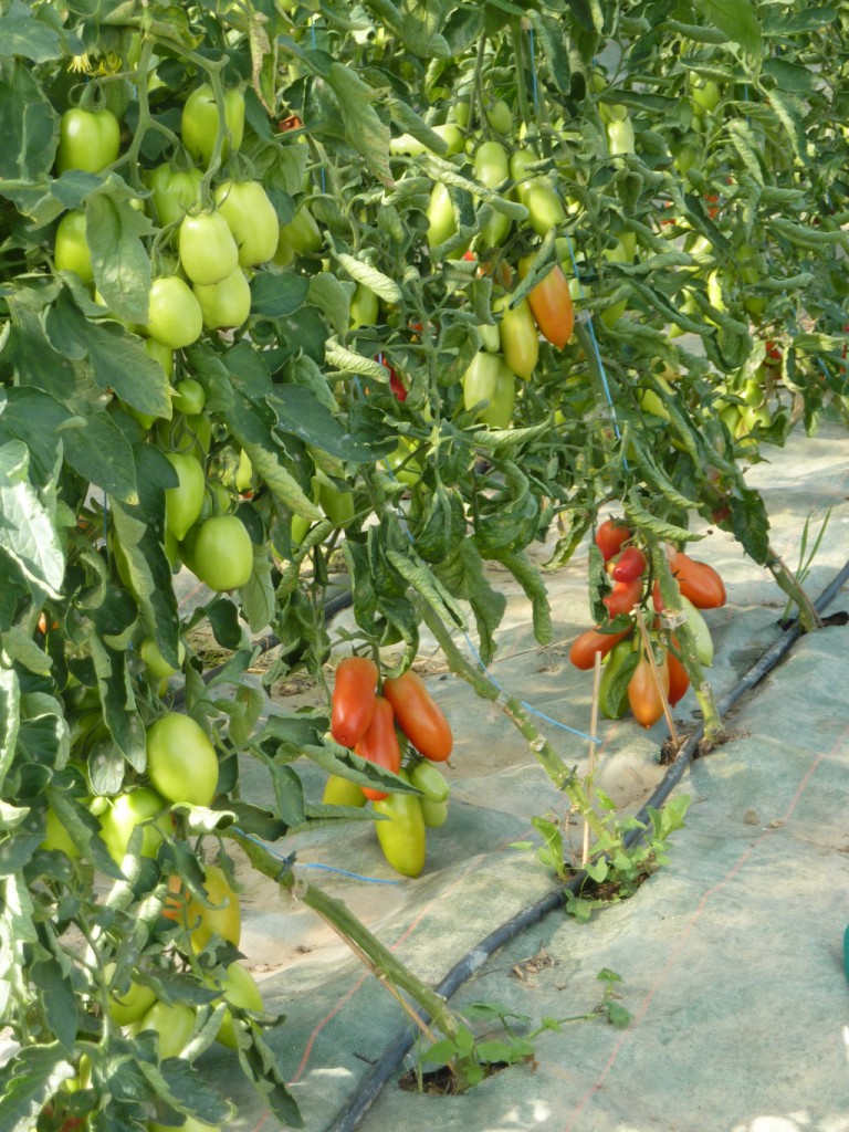 Les tomates rougissent...