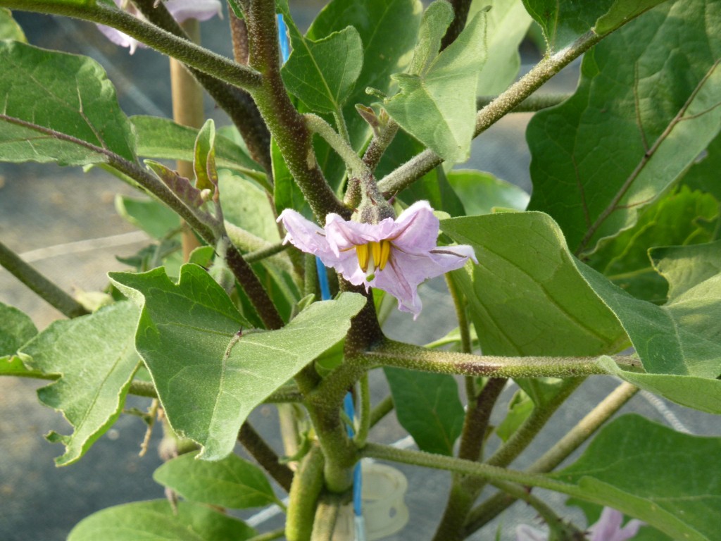 Une fleur d'aubergine
