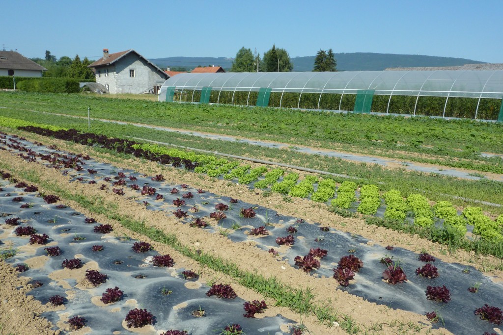 Les salades ont soif !