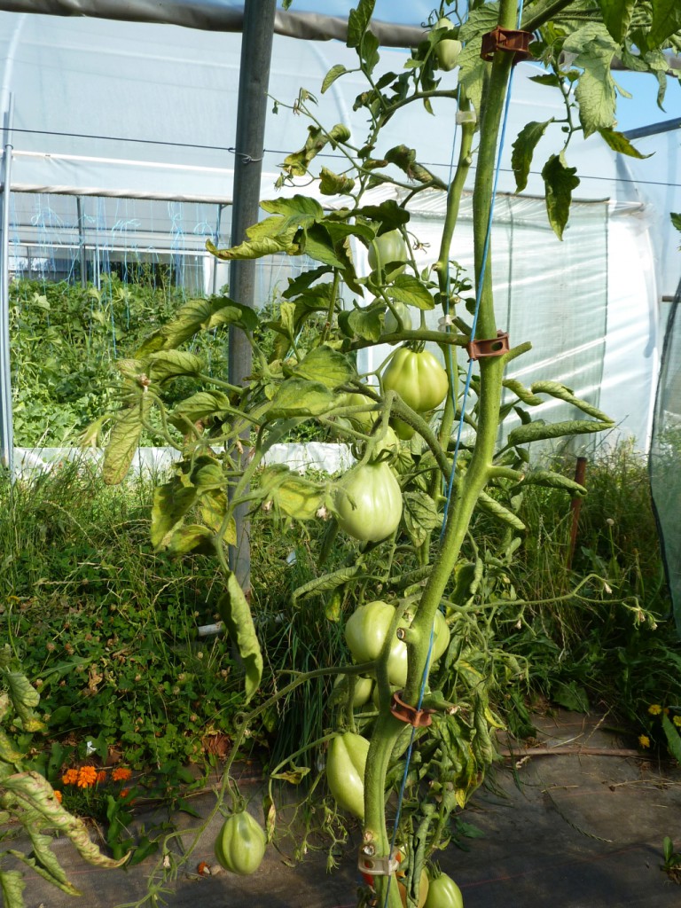 P1090118_tomates mildiou_site