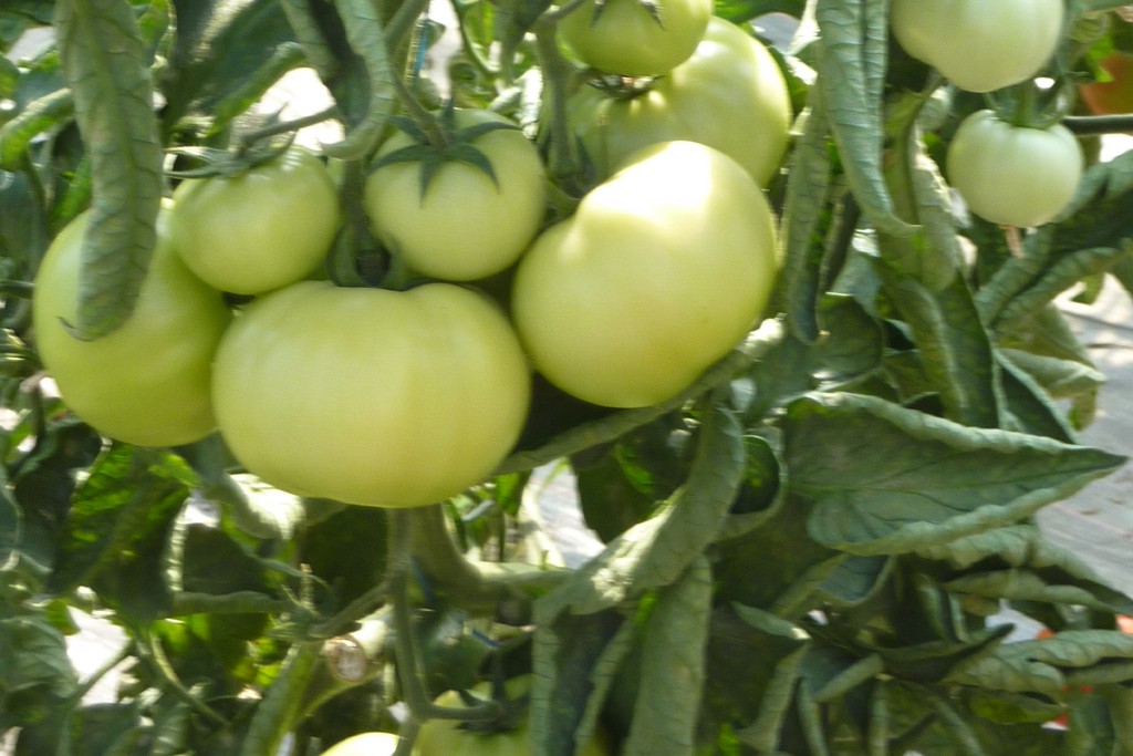 Tomates vertes