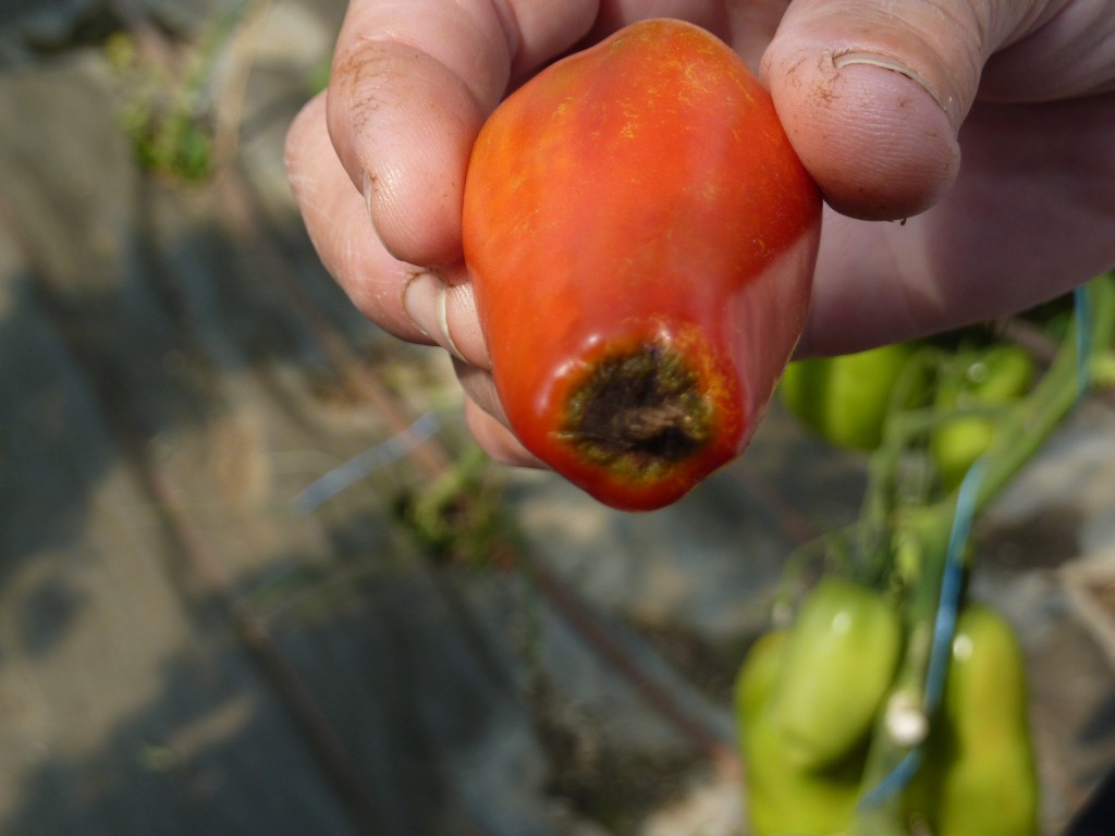 Tomates rouges avec le cul noir