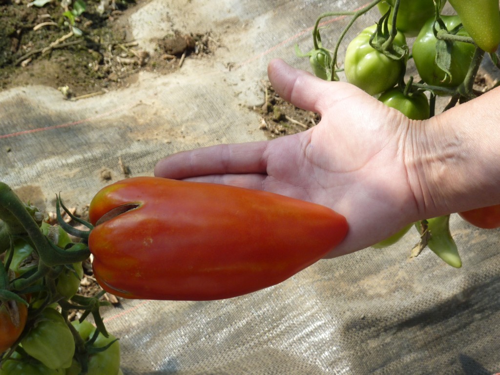 P1090123_tomate allongée_site