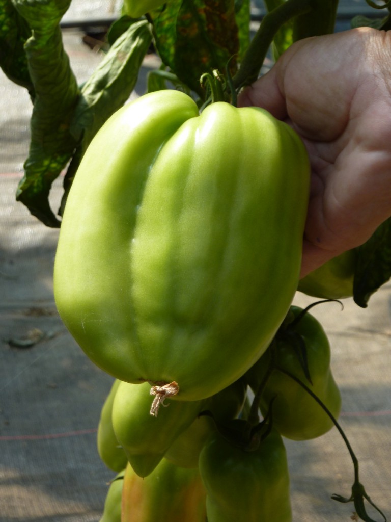 P1090124_tomates cotelées_site