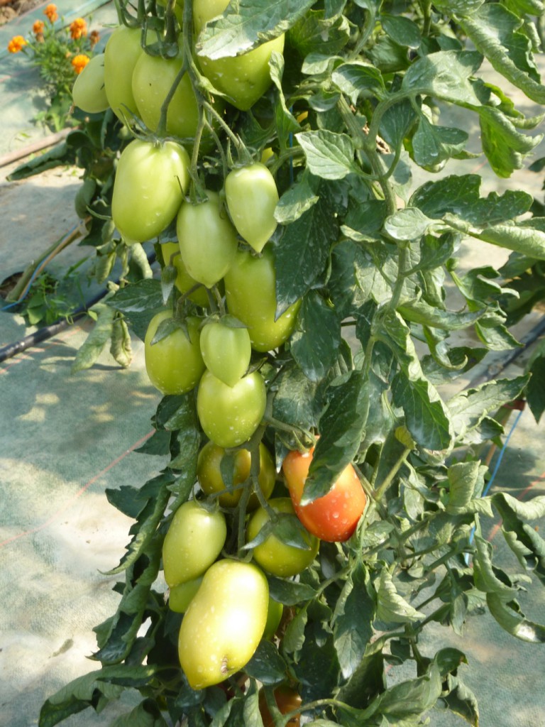 P1090125_pieds tomates_site