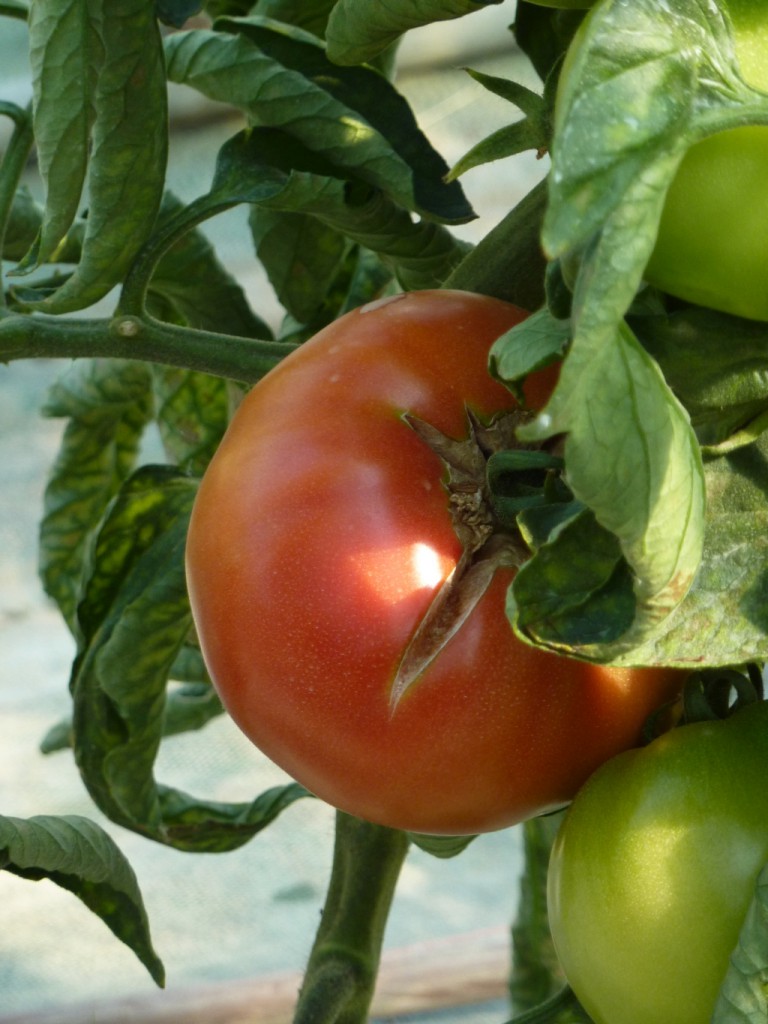P1090129_tomate ronde rouge_site