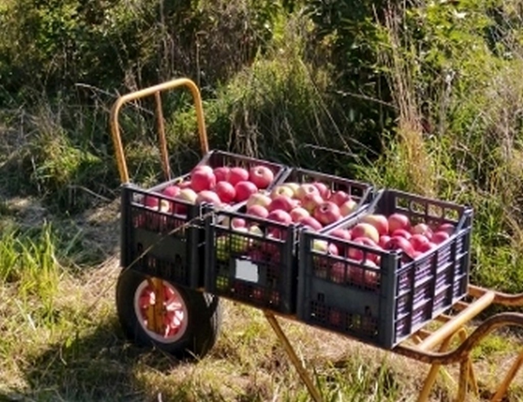 Des pommes, des pommes...