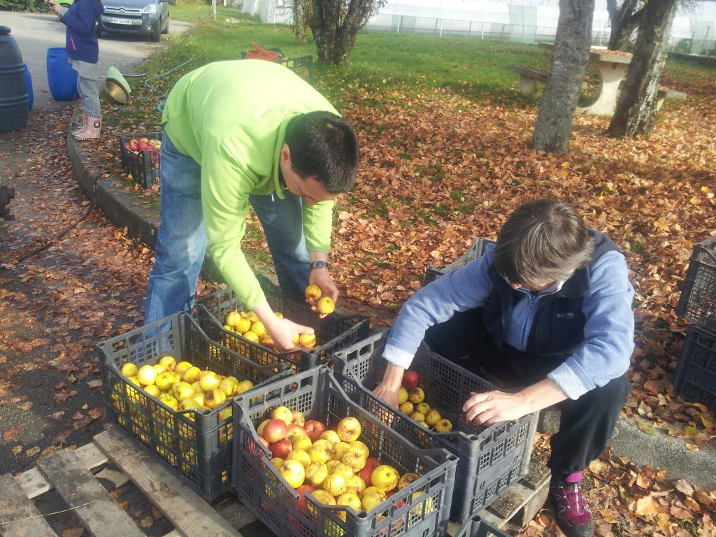 Tri des pommes