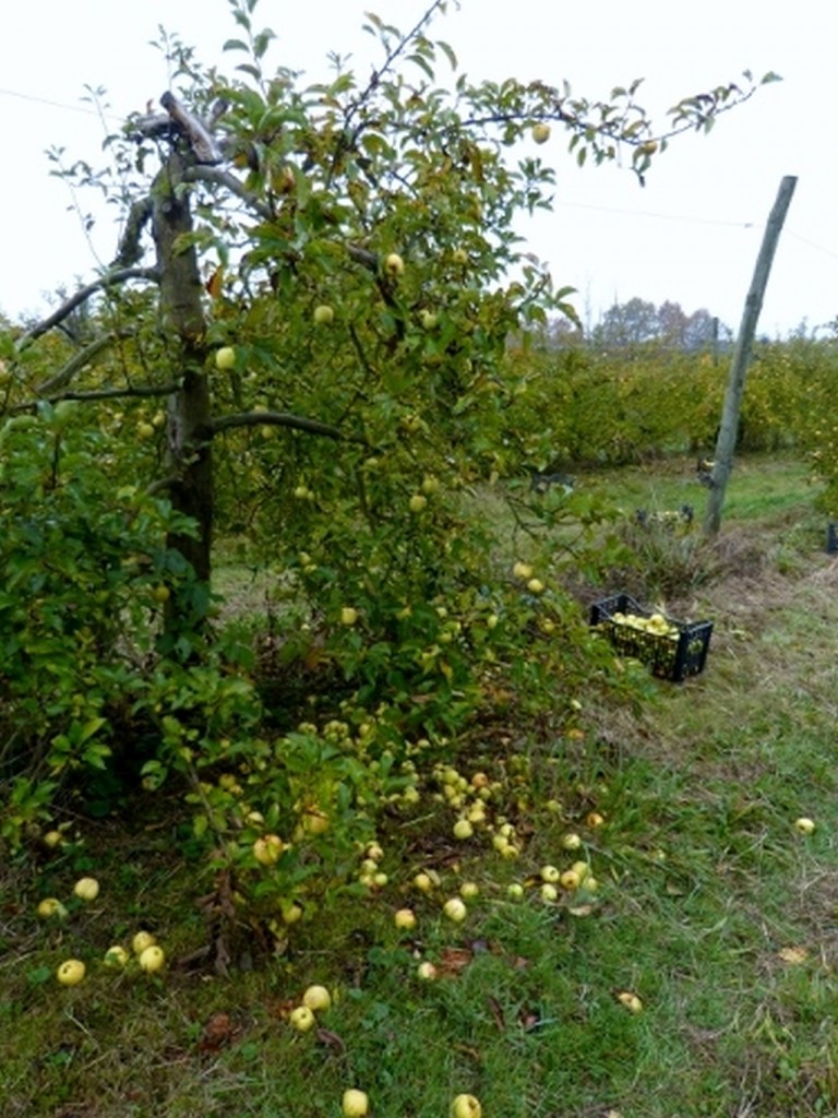 Pommes-1024