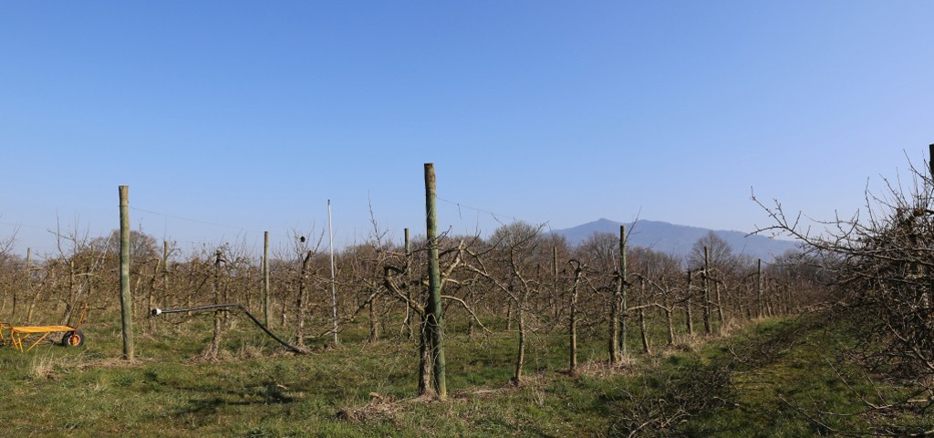 Les rangées de pommiers