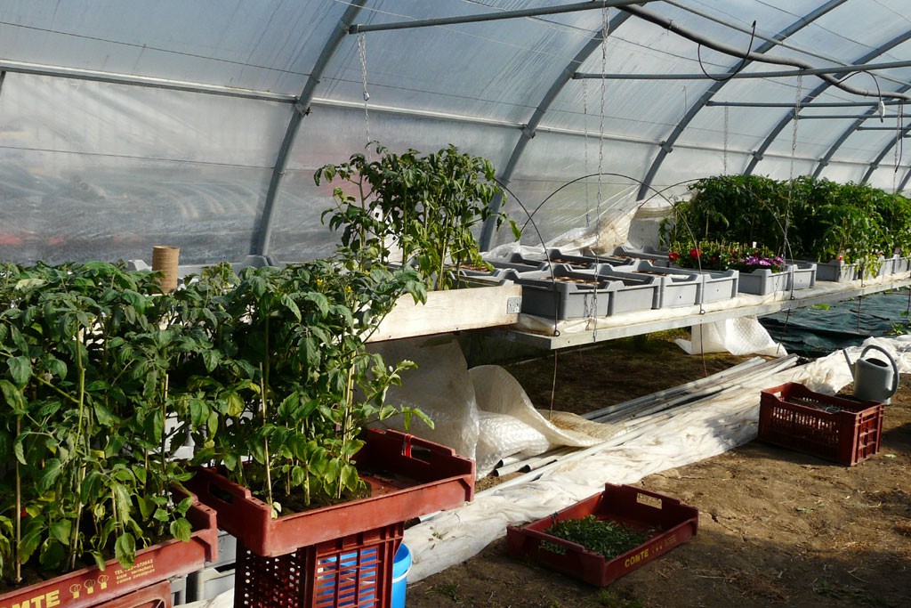 La nursery de Frieda