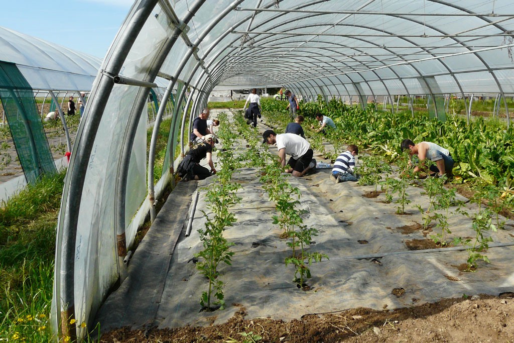 Baptiste et son petit frère Amaury plantent des tomates