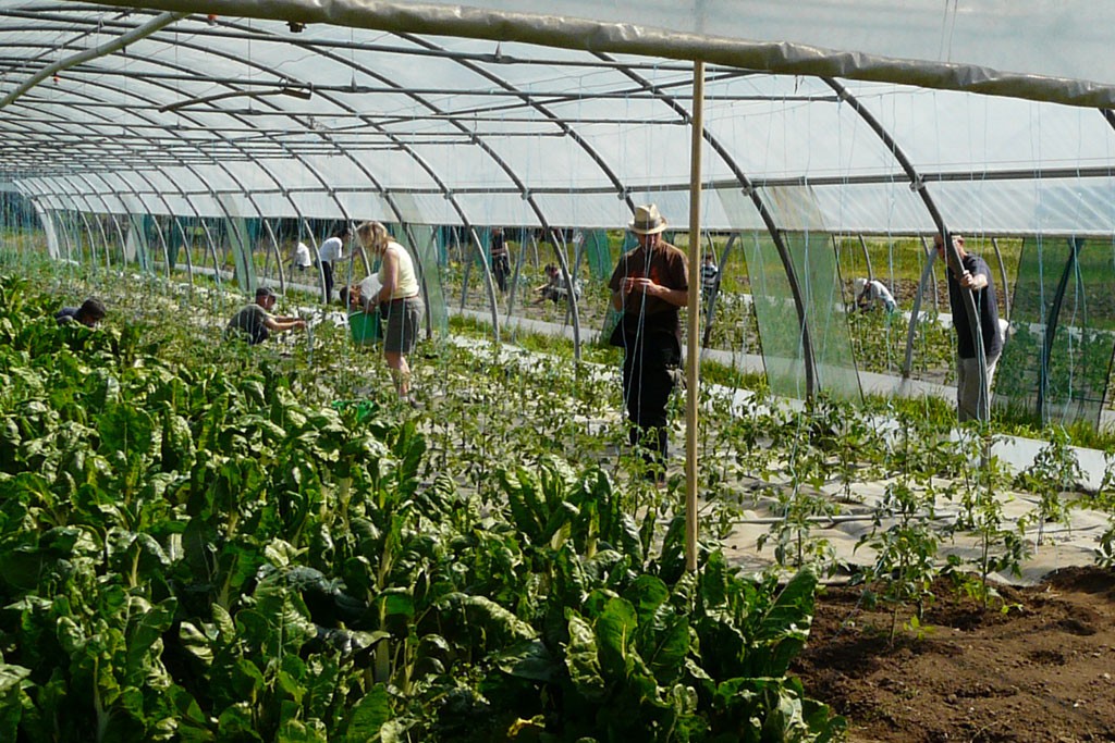 Installation des fils pour les tomates