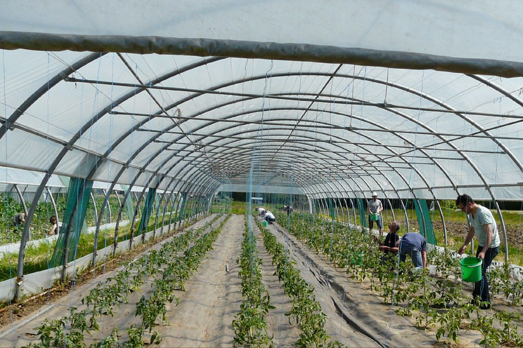 Les fils pour les tomates sont bien visibles dans la serre