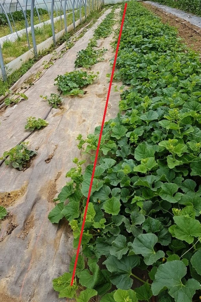 Les courgettes poussent à un rythme différent