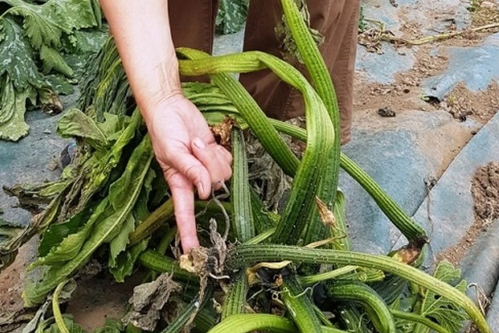 Courgettes campagnol 2_1024_cr