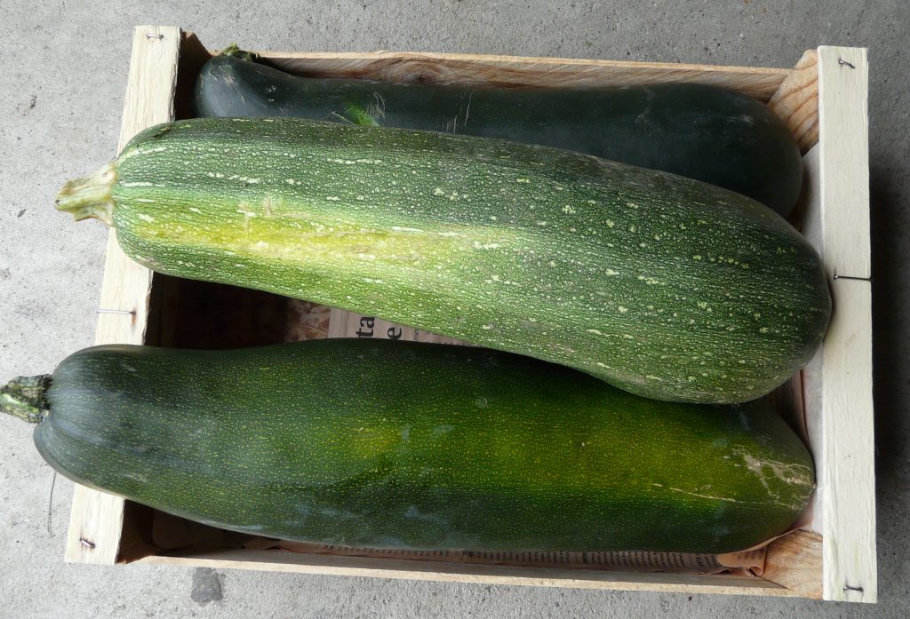 P1100730_Courgette